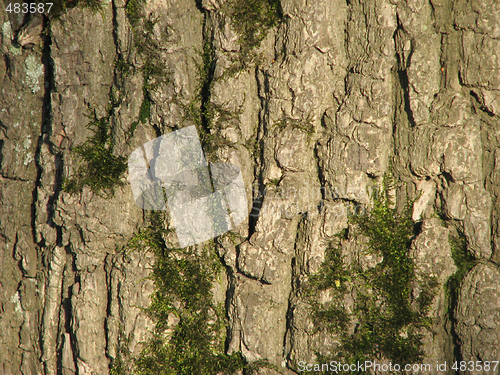 Image of mossy oak bark 