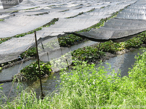 Image of Wasabi Farm in Japan