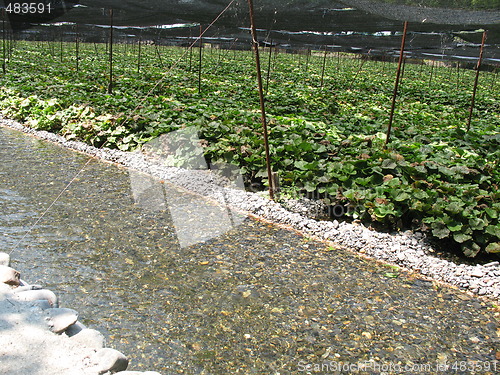 Image of Wasabi Farm in Japan