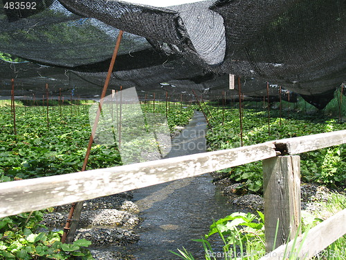 Image of Closeup of Wasabi Farm