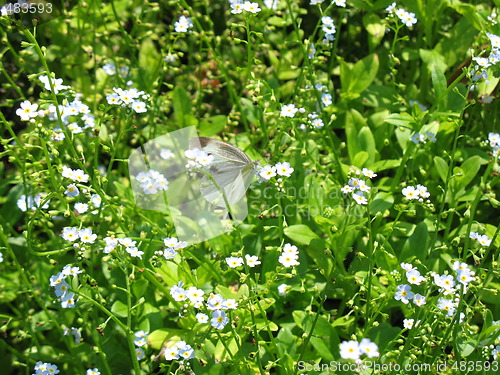 Image of Single butterfly on a flower