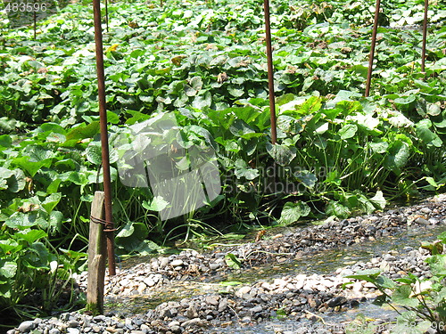 Image of Closeup of Wasabi plant