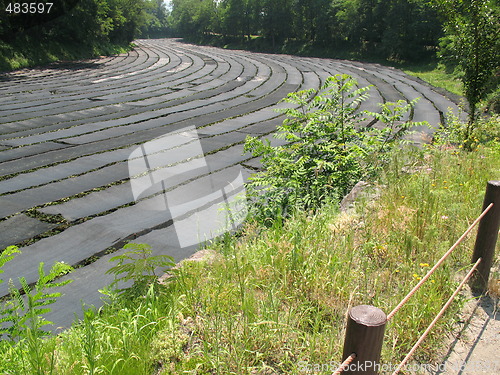 Image of Wasabi Farm