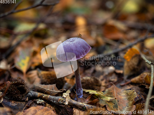 Image of Amethyst Deceiver Fungus with Fly