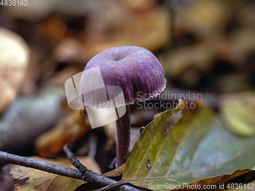 Image of Amethyst Deceiver Fungus