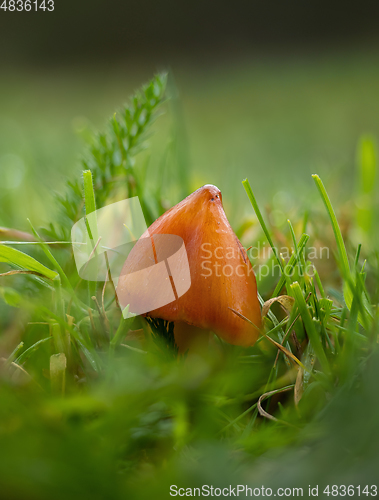 Image of Blackening Waxcap Fungi