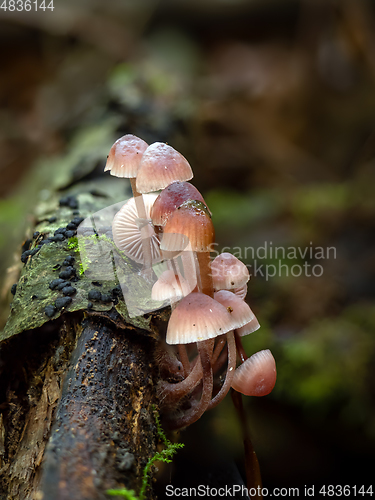 Image of Burgundy-drop Bonnet fungi