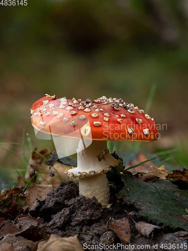 Image of Fly Agaric Fungus