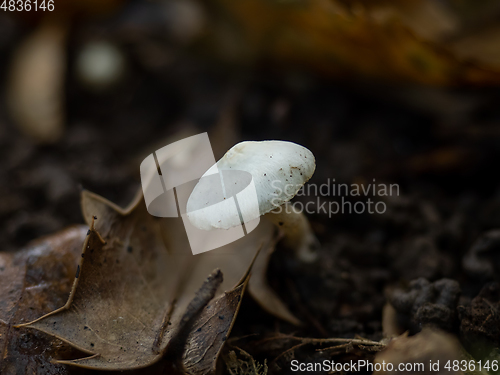 Image of Fungus in Woodland