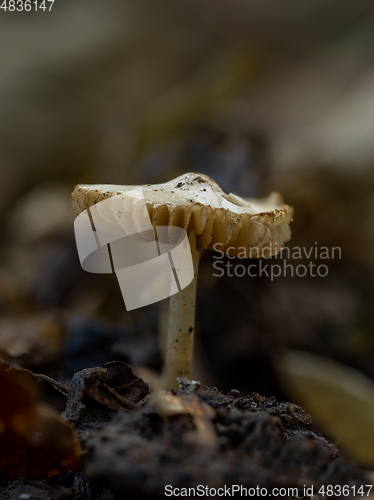 Image of Fungus with Gills