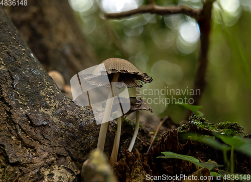 Image of Glistening Inkcap Fungi