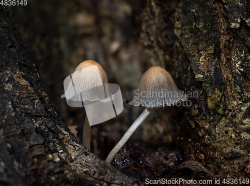 Image of Glistening Inkcaps