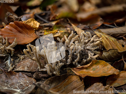 Image of Grey Coral Fungus