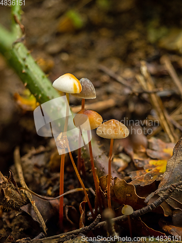 Image of Saffrondrop Bonnet Fungi