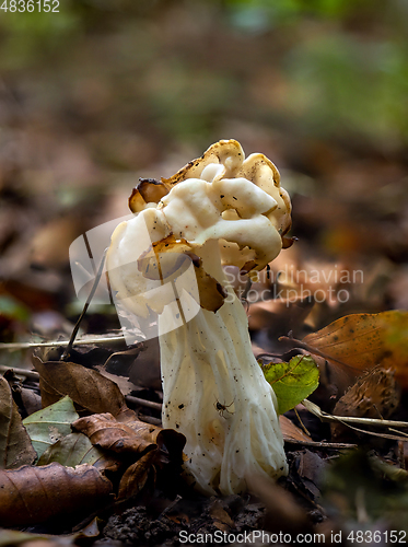 Image of White Saddle Fungus and Spider