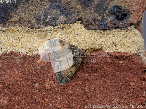 Image of Common Marbled Carpet Moth