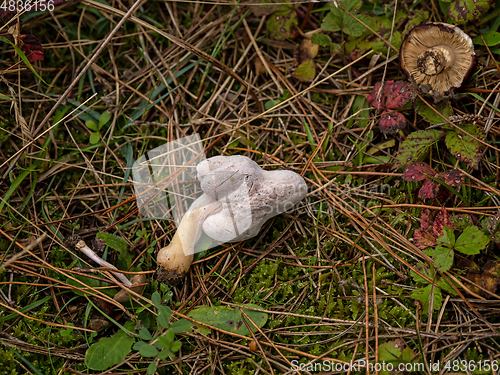 Image of Fungi Destroyed on Ground