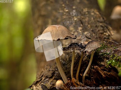 Image of Glistening Inkcap Fungi in Woodland