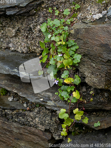 Image of Ivy-leaved Toadflax