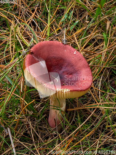 Image of Russula Fungus in Forest