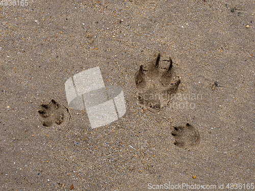 Image of Dog Paw Prints in Sand