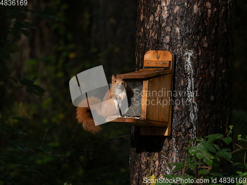 Image of Red Squirrel on Anglesey