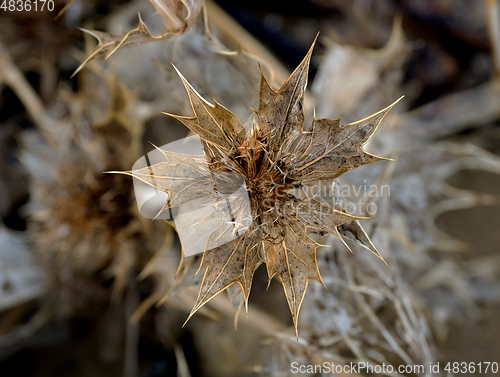 Image of Sea Holly Seed Head