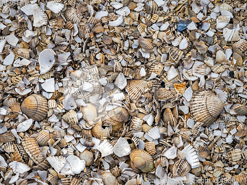 Image of Cockle Shells Broken