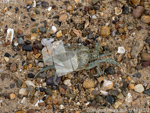 Image of European Green or Shore Crab Deceased