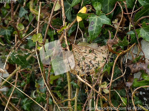 Image of Leaves, Cobwebs and Raindrops