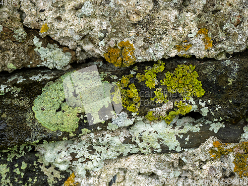 Image of Lichens on Wall