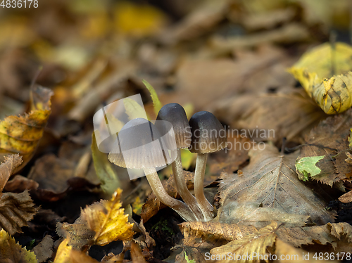 Image of Bonnet Fungus Group in Woodland