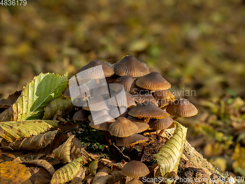 Image of Bonnet Fungi with Bonnet Mould in Woodland