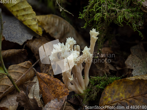 Image of Crested Coral Fungus and Leaves