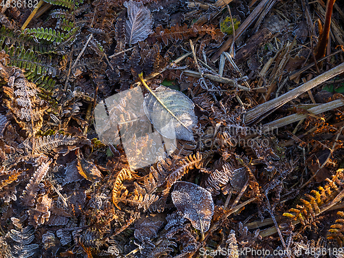 Image of Frost on Leaves and Bracken