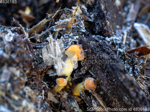 Image of Fungi on Dung