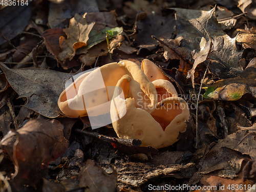 Image of Hare's Ear Fungus