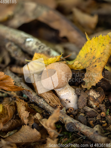 Image of Red-banded Webcap Fungus in English Woodland