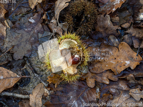 Image of Sweet Chestnuts and Leaves in Woodland