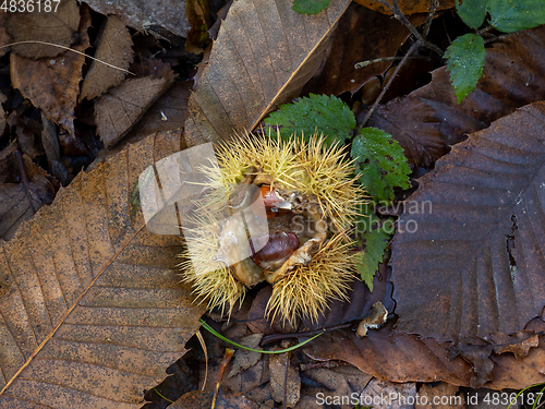 Image of Sweet Chestnuts in Woodland