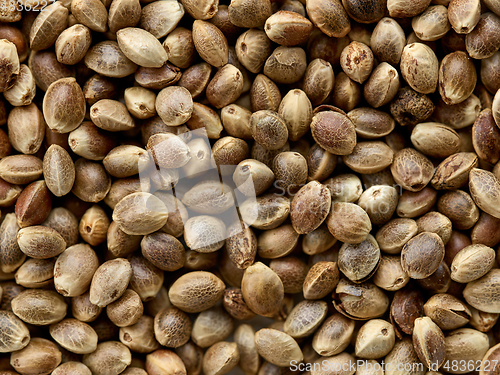 Image of hemp seed background