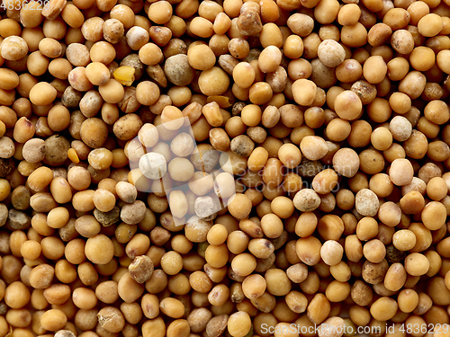 Image of mustard seed background