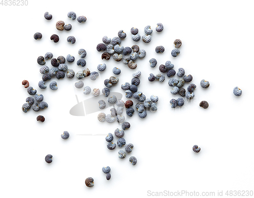 Image of poppy seeds macro