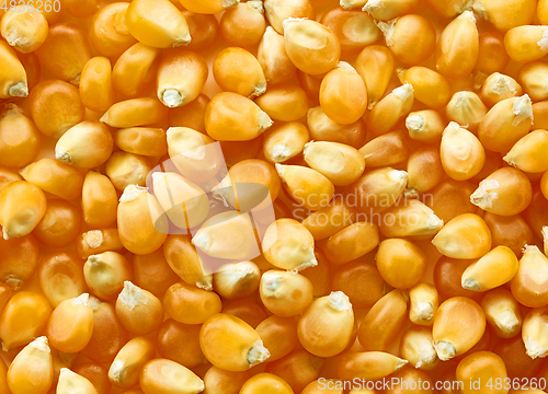 Image of corn grains background