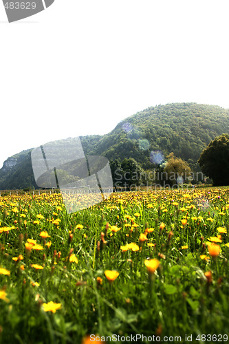 Image of Flowers landscape