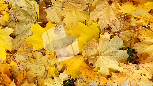 Image of Yellow autumn background from fallen foliage of maple