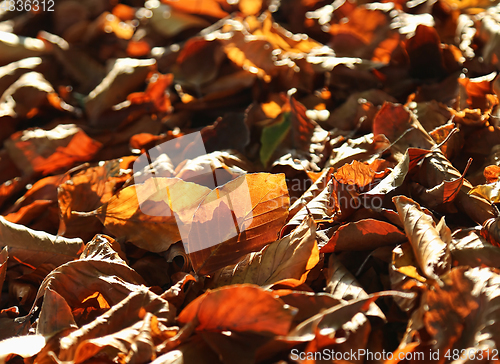 Image of Natural autumnal background with bright fallen leaves