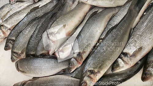 Image of Fresh sibas fish on ice for sale in market