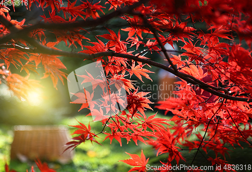 Image of Bright red branches of Japanese maple or Acer palmatum and sunli