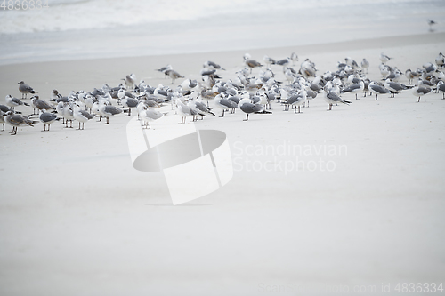 Image of Flock of seagulls at the ocean beach